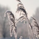 Zahradník radí: záhada údržby trávníku v mrazech