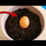 Zakopal jsem vejce do půdy: za týden se záhon změnil k nepoznání