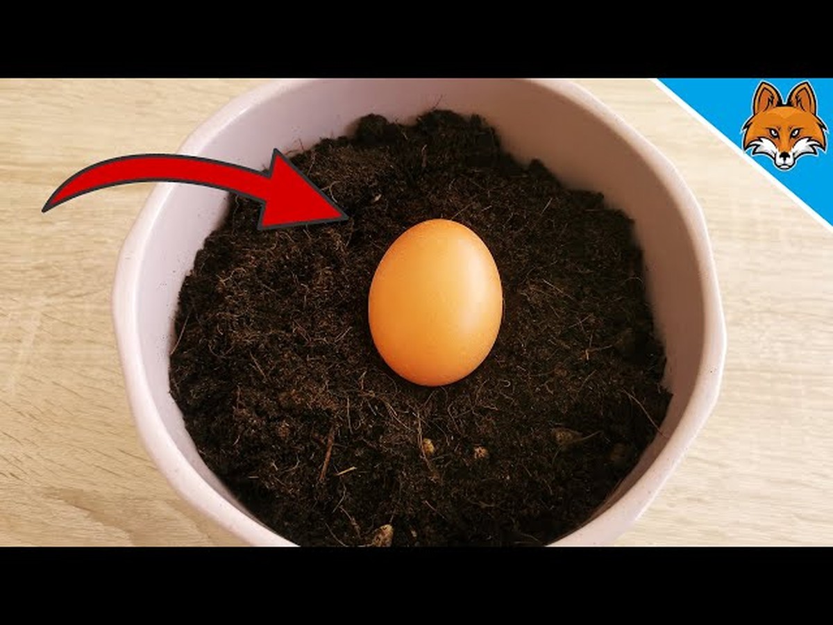 Zakopal jsem vejce do půdy: za týden se záhon změnil k nepoznání