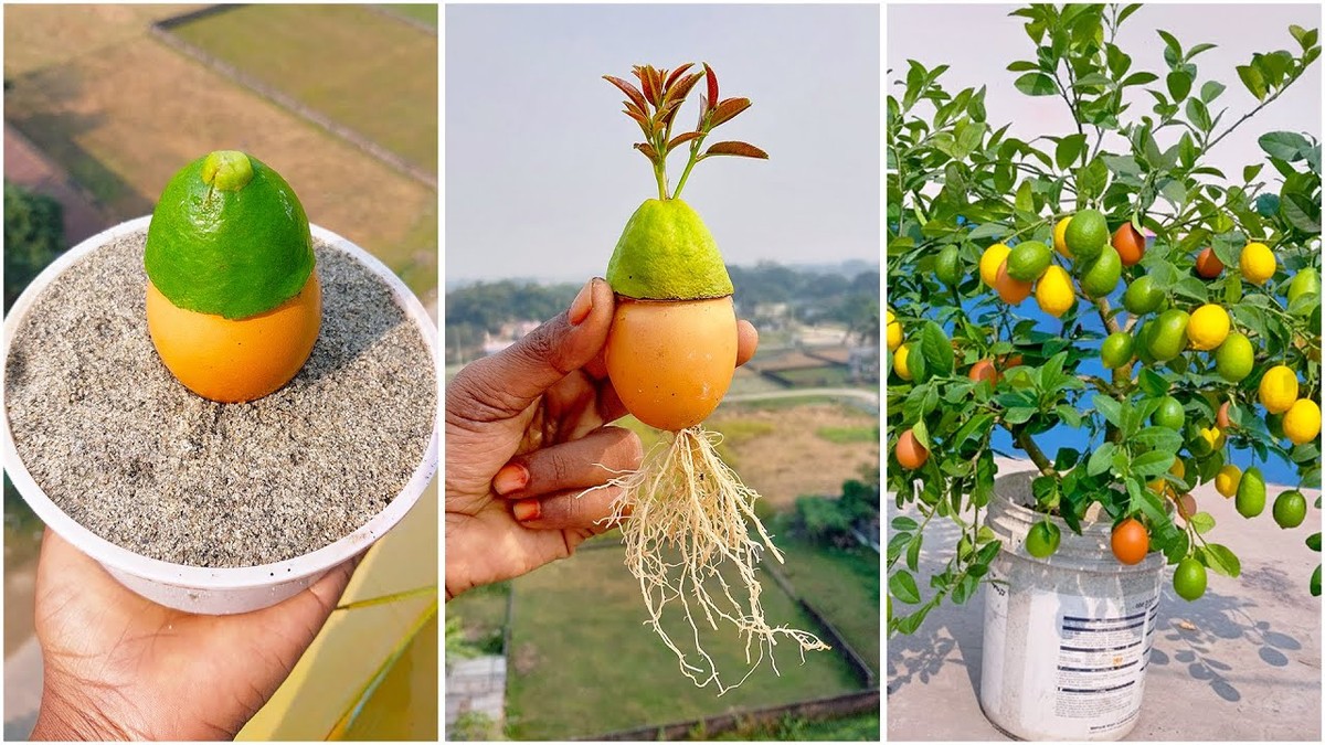 Zakopal jsem vejce do půdy: za týden se záhon změnil k nepoznání - image 2