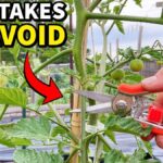 Zemědělci vám řeknou: nikdy nepěstujte rajčata vedle těchto rostlin