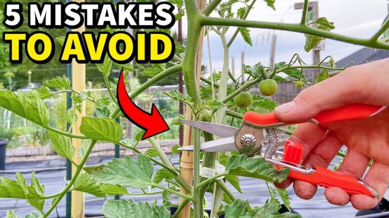 Zemědělci vám řeknou: nikdy nepěstujte rajčata vedle těchto rostlin