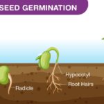Zemědělci v Česku si střežou tenhle sekret: semínka klíčí o týden rychleji