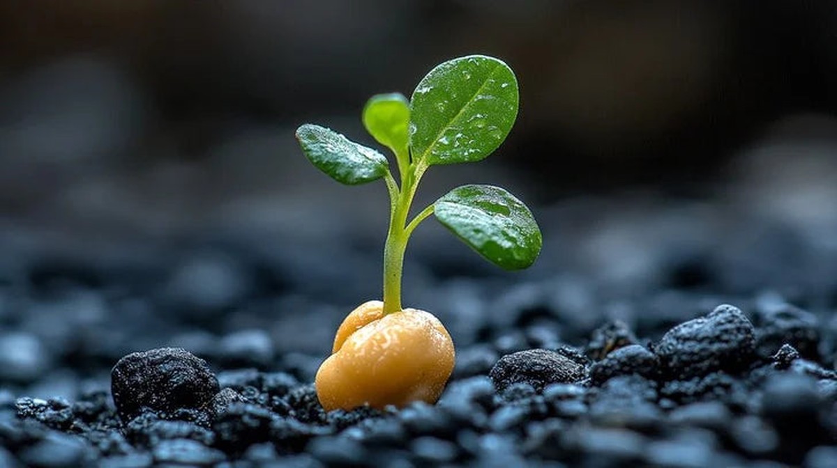 Zemědělci v Česku si střežou tenhle sekret: semínka klíčí o týden rychleji - image 1
