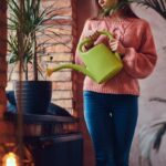 Zimní zahrádka: jak pěstovat zeleninu bez drahé skleníku