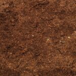 Zkušený zahradník prozradil: jak poznat kvalitu vaší půdy na pohled