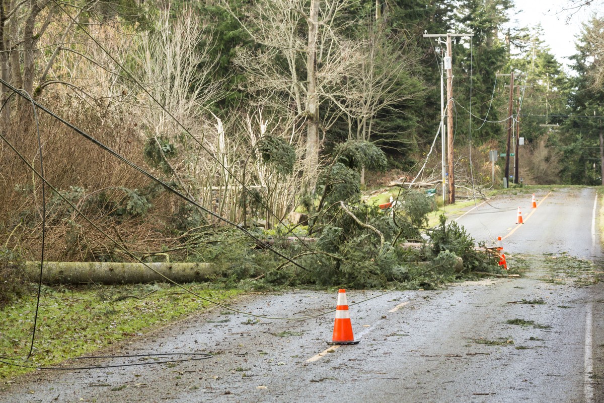 Arboristka varuje – jeden strom v blízkosti domu vás připraví o elektřinu - image 1