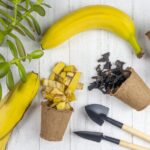 Банан jako hnojivo: zatímco ostatní ho vyhodí, inteligentní zahradníci ho zasazují