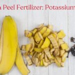 Банановая кожура rozmleta v mixer vytvoří hnojivo, které vaše orchideje zbožňují