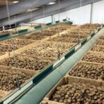 Bobkový list do skladiště brambor? Starý trik českých sedláků proti hmyzu