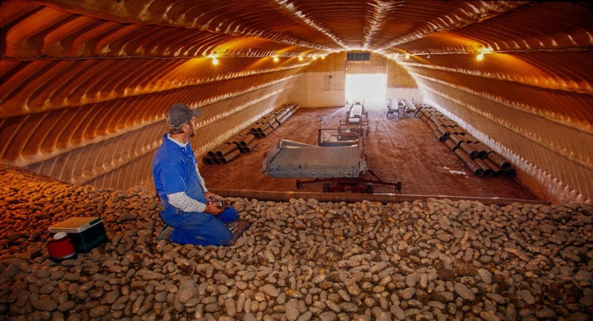 Bobkový list do skladiště brambor? Starý trik českých sedláků proti hmyzu - image 2