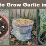 Cibuličky v květináči zabrání plísním a červům lépe než přípravky