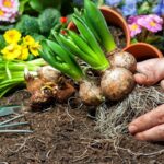 Cibuloviny v rýži proti zvěři: jak jeden trik chrání všechnu úrodu