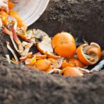 Citrónová kůra namísto drahých hnojiv. Jak ji správně použít