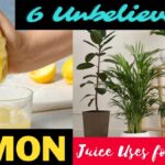 Citronová šťáva na listy petunií? Zahradníci znají tento starý selský trik