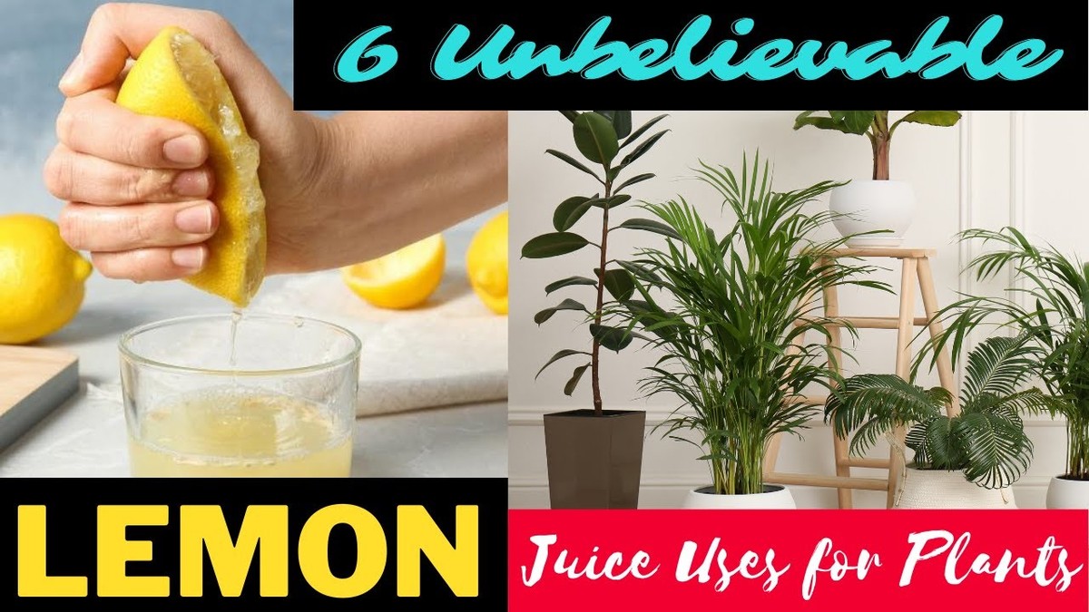 Citronová šťáva na listy petunií? Zahradníci znají tento starý selský trik