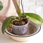 Co vám prozradí školitel květin o zalévání orchidejí