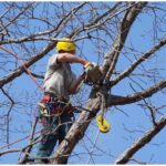 Co znají arboristé a všichni ostatní neví o podzimním řezu stromů