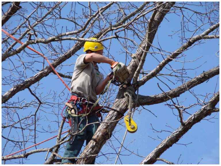 Co znají arboristé a všichni ostatní neví o podzimním řezu stromů