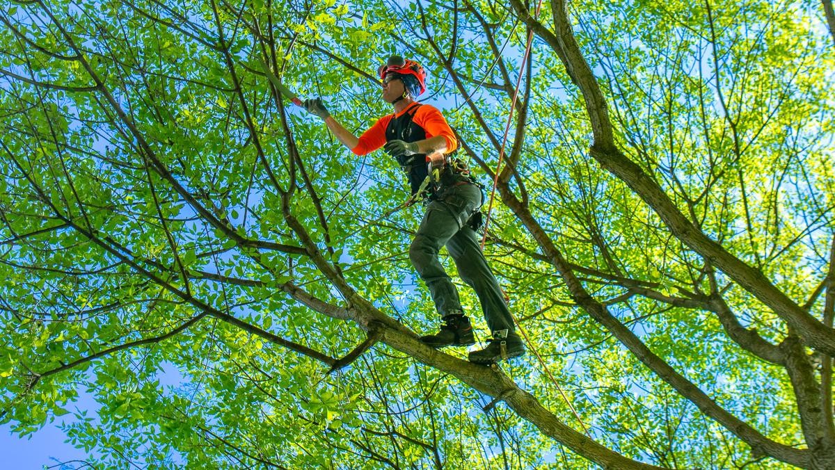 Co znají arboristé a všichni ostatní neví o podzimním řezu stromů - image 1