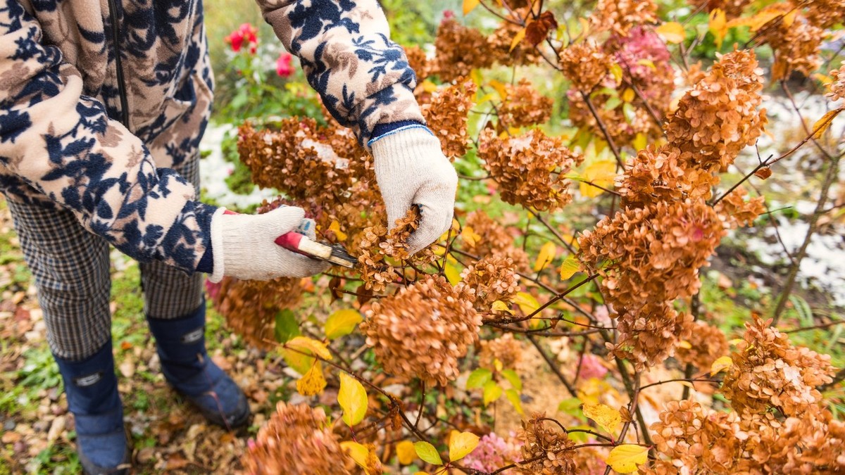 Co znají arboristé a všichni ostatní neví o podzimním řezu stromů - image 2