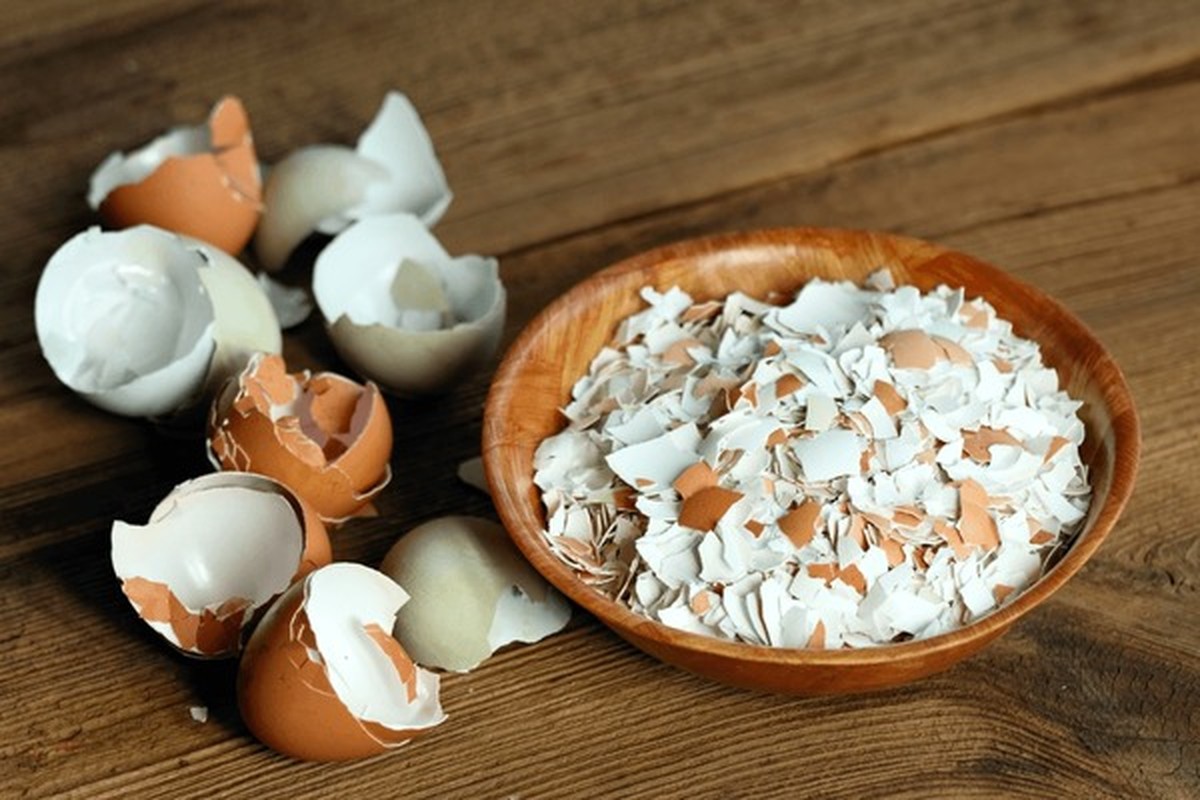 Eggshelly místo vápna: proč zahradníci je zakopávají pod rajčata - image 1