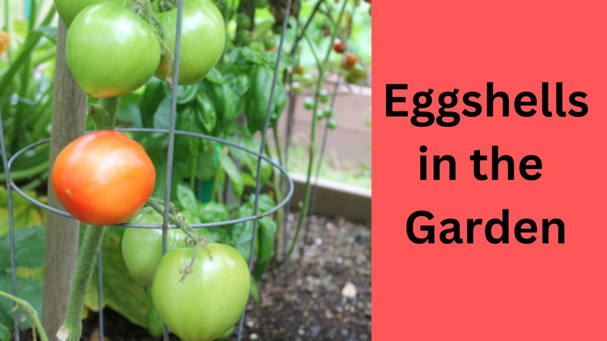 Eggshelly místo vápna: proč zahradníci je zakopávají pod rajčata - image 2