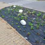 Hliníková fólie pod zeleninu odrážející slunce zvyšuje výnos o 25 %