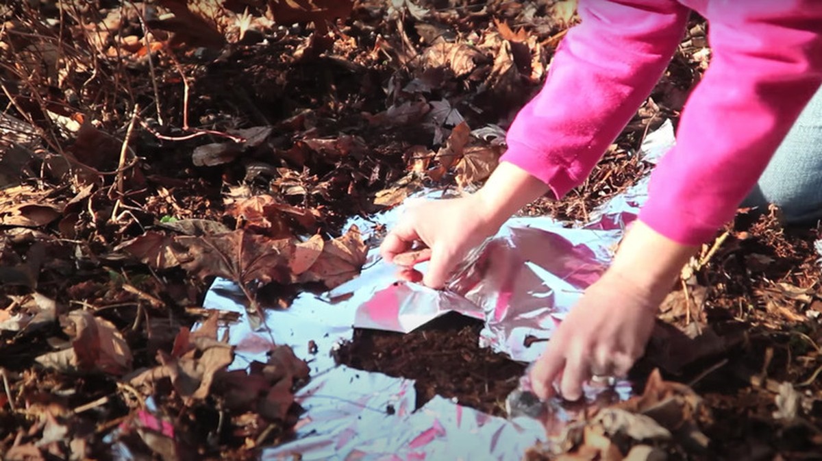 Hliníková fólie pod okolo stromů? Zemědělci říkají, že to šetří 40% vody