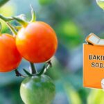 Jedlá soda na rajčatech funguje lépe než drahé postřiky