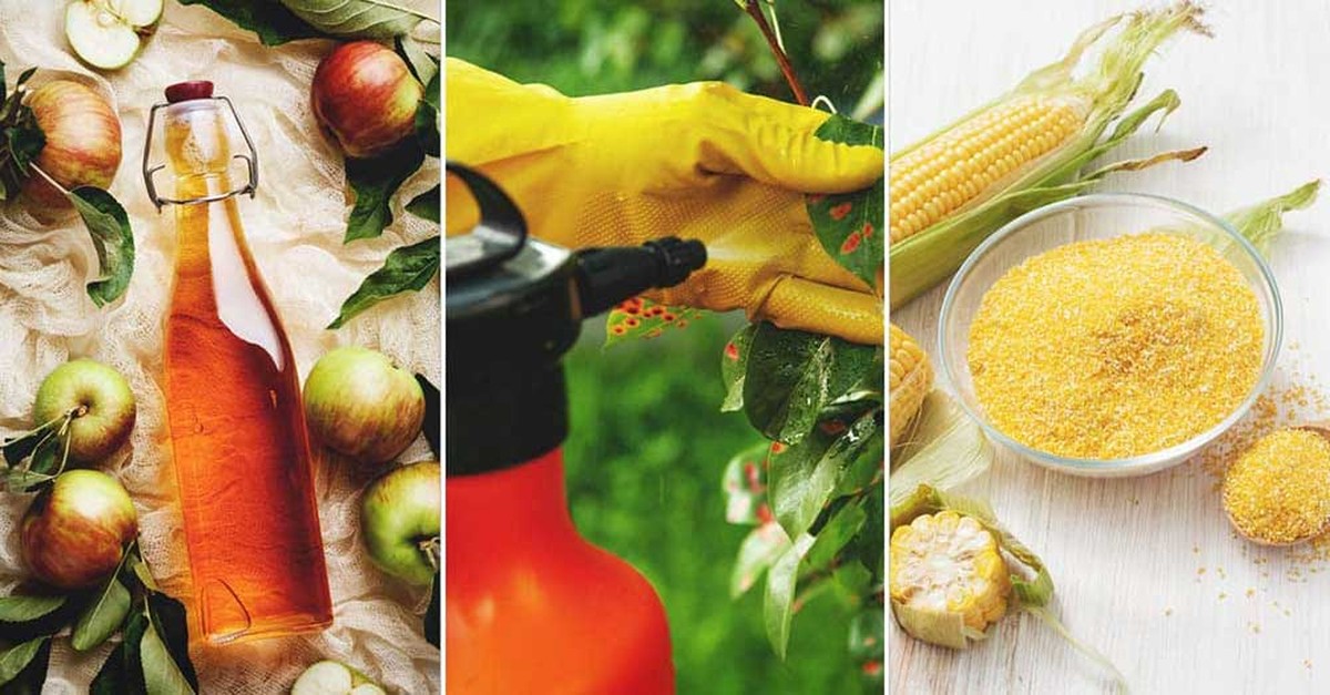 Jedlá soda na zahradě: když vaši sousedé vidí váš výsledek - image 2