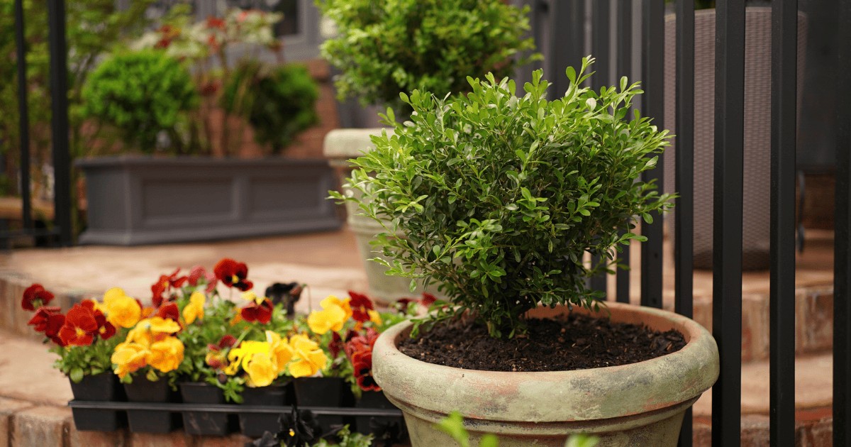 Jedlá soda v nádobě na zimostrazy: jednoduchá zbraň proti plísním - image 2