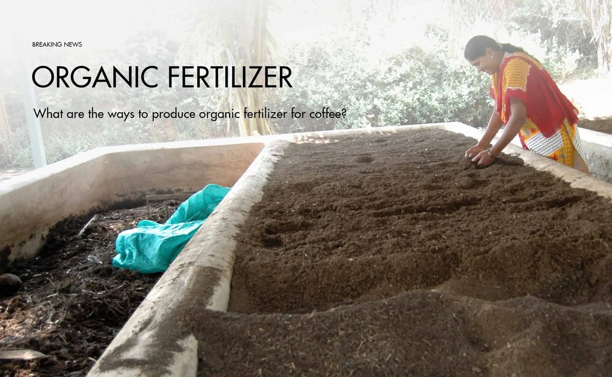 Kávová slupka v půdě: Jak zvýšit úrodu rajčat o 40 procent - image 2