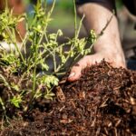 Kávový filtr jako mulč: starý trik zahradníků proti plevelům