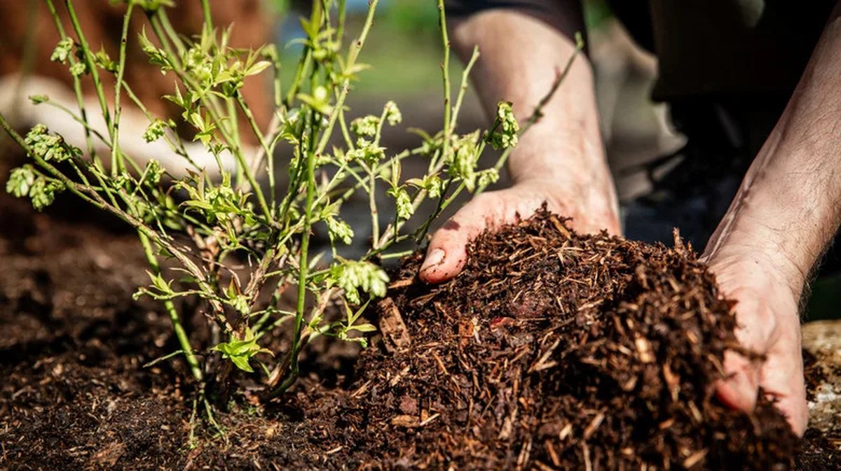 Kávový filtr jako mulč: starý trik zahradníků proti plevelům