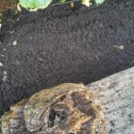 Kávový filtr jako mulč: trik, který záhradáři tají