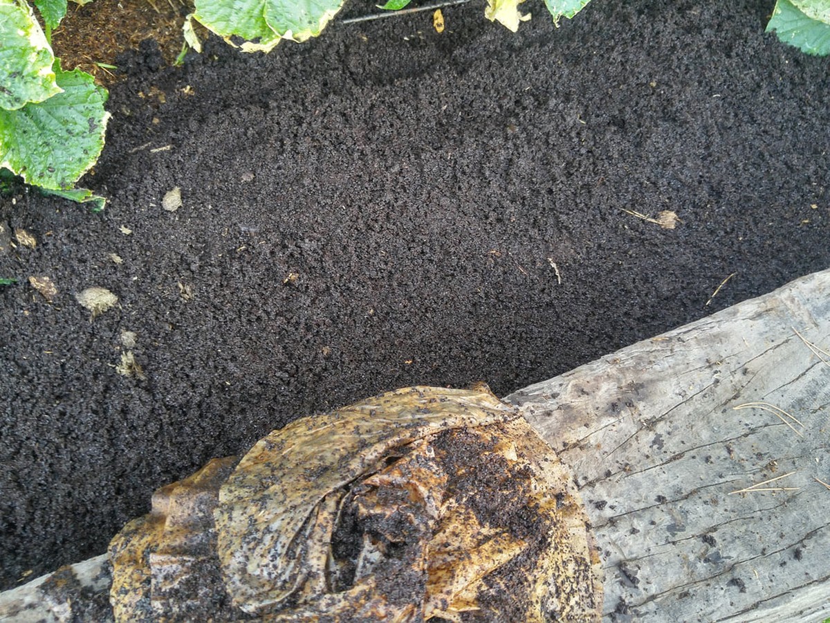 Kávový filtr jako mulč: trik, který záhradáři tají