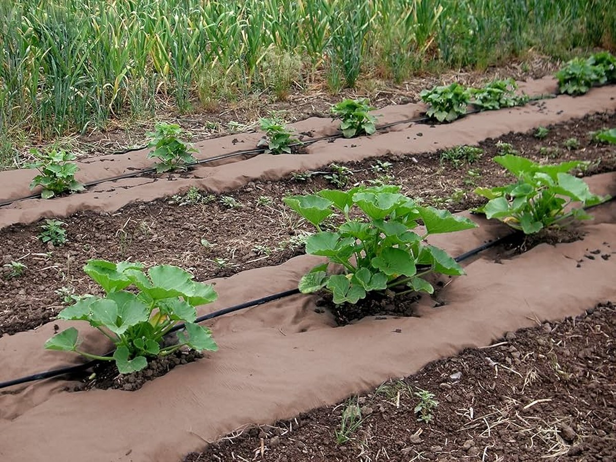 Kávový filtr jako mulč: trik, který záhradáři tají - image 1