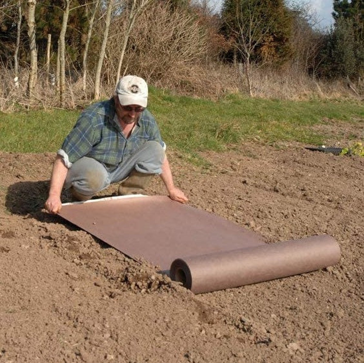 Kávový filtr jako mulč: trik, který záhradáři tají - image 2