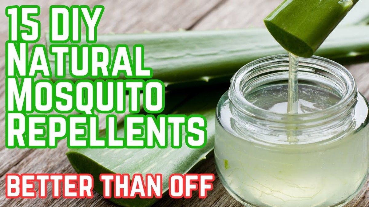 Kávový filtr na oknech? Levnější a účinnější než chemie proti hmyzu - image 1