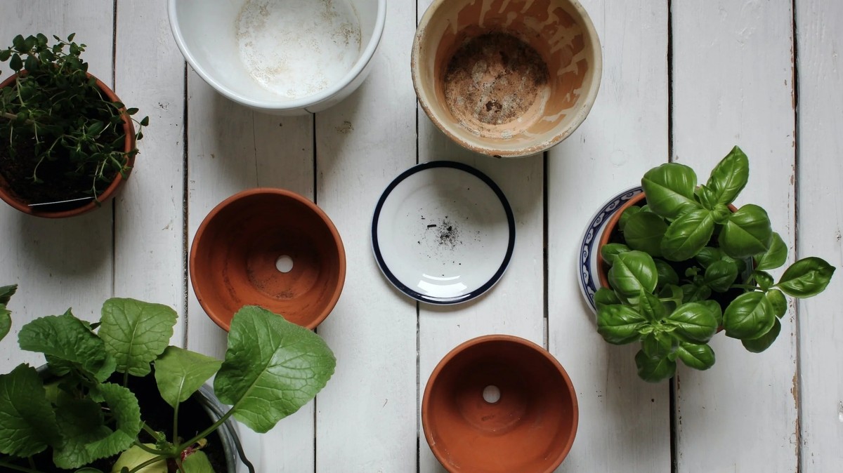 Kávový filtr v květináči? Trik, kterým si zahradníci ušetří za substráty - image 2