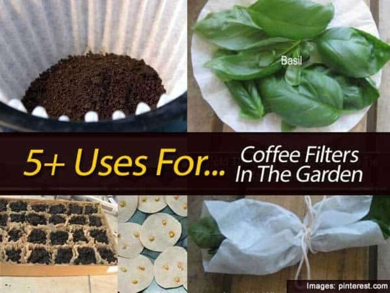 Kávový filtr v zahradě? Tajný trik proti slimákům, který funguje lépe než chemie