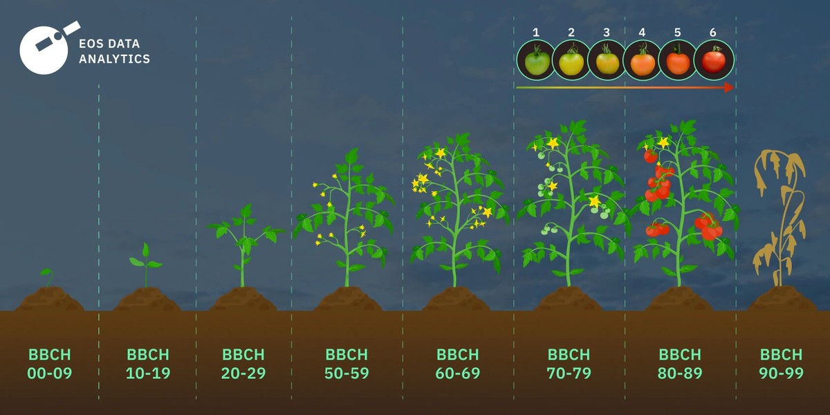 Kávový sedlák do půdy změní váš rajčete na giganta. Zahradníci to vědí - image 2