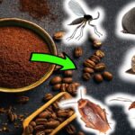 Kávový sedlák v květináči? Starý trik proti škůdcům, který funguje pořád