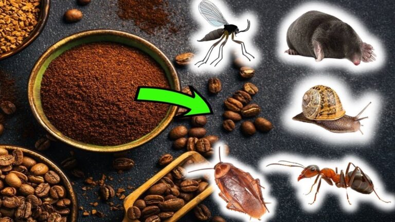 Kávový sedlák v květináči? Starý trik proti škůdcům, který funguje pořád