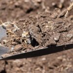 Kuřecí trus míchán s pivem: ruská tajemství pro mezikvětí bez pesticidů