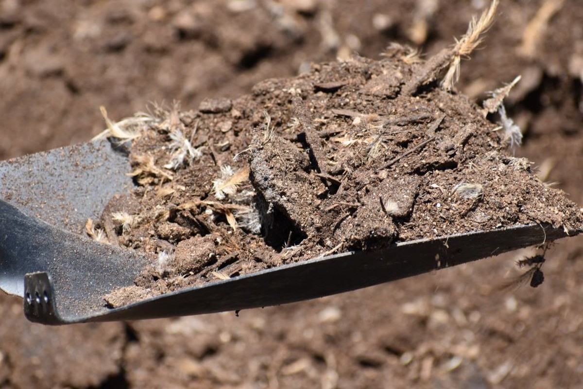 Kuřecí trus míchán s pivem: ruská tajemství pro mezikvětí bez pesticidů
