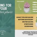 Květináři vám nikdy neřeknou, jak často skutečně zalévat sukulenty