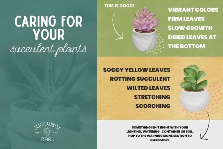 Květináři vám nikdy neřeknou, jak často skutečně zalévat sukulenty