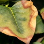 Květináři varují: nikdy nestrkejte rostlinu tam, kam svítí přímé slunce